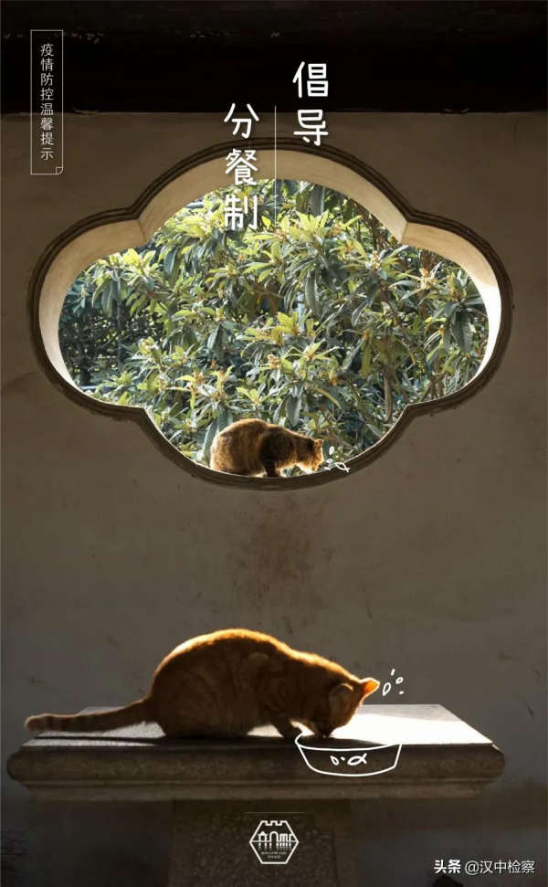 蘇州園林的貓，請求出戰！