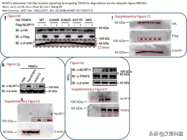 中山大學論文連遭質疑？論文一作僅對圖片造假回應