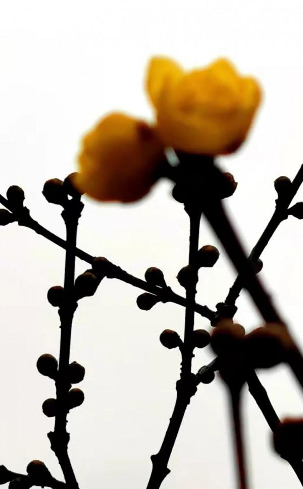 梅園的梅花開了嗎？