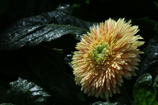 冬日溫室裡的收穫