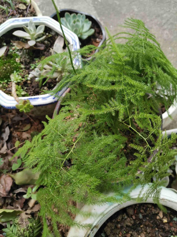 文竹發黃記住“48字口訣”，精髓都在裡面，養花再也不求人