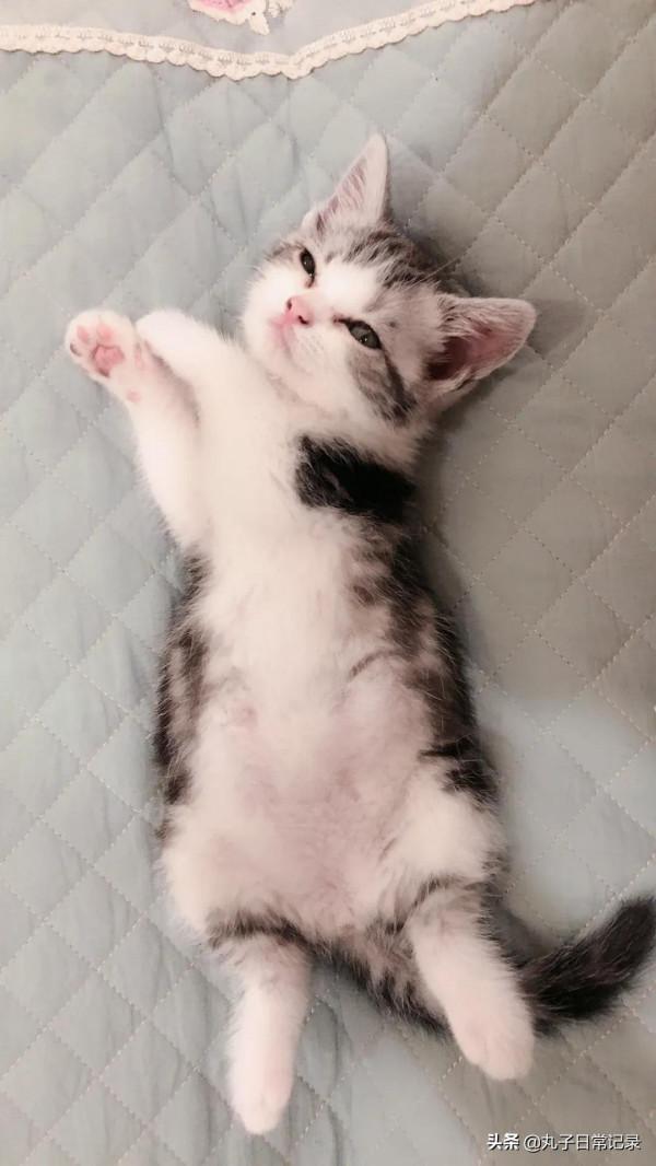 小貓咪從小到大的變化有多大 小貓咪從小到大的變化有多大