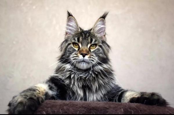 緬因貓&OpenCurlyDoubleQuote;怎麼養&rdquo;？最科學的5種方法