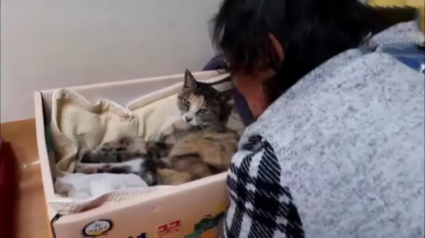 貓咪不慎走失，被老鼠夾夾斷腿，半夜叼斷掉的腿出現在家中