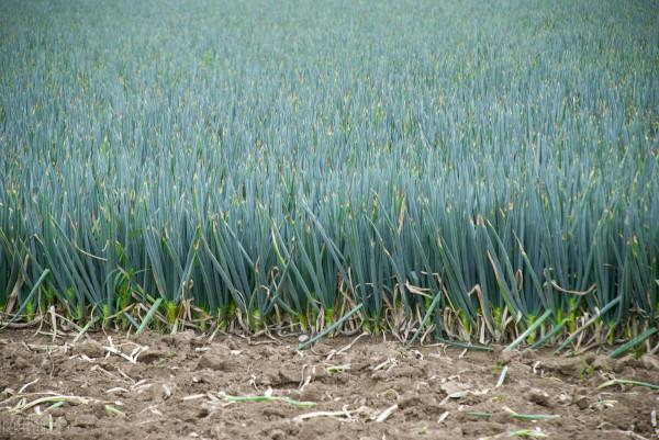 移栽大蔥，為何將蔥秧曬一曬再定植？難道趁鮮移栽不好嗎