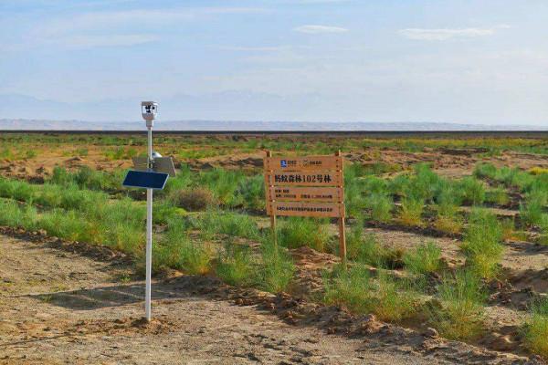 馬雲承諾每年種1億棵樹，五年過去了，這些樹都怎麼樣了？