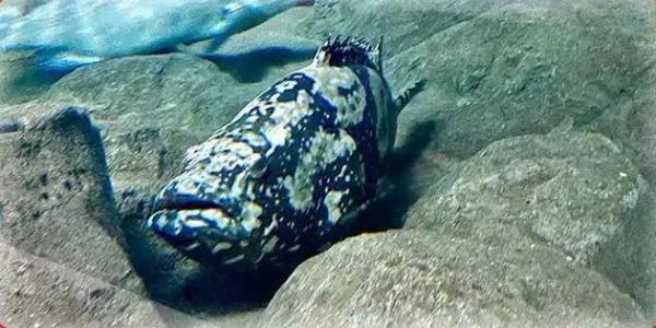 「探索」是虎又不是虎？這些名字中帶&OpenCurlyDoubleQuote;虎&rdquo;的動物你認識幾個？