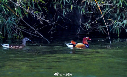 可可愛愛！福建三明迎鴛鴦越冬