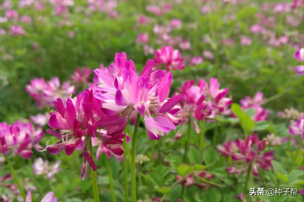 紫雲英種植技術：改良土壤、肥田的“得力助手”，營養價值頗高