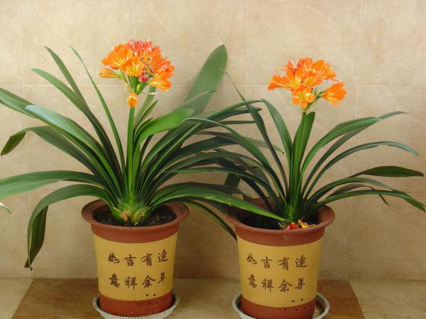 5種漂亮的花，要用“小盆”養，否則會影響生長和開花，別忽視