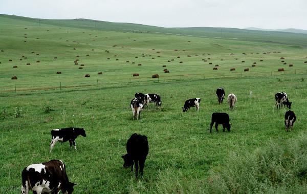 圖片分享一一乎倫貝爾大草原美景