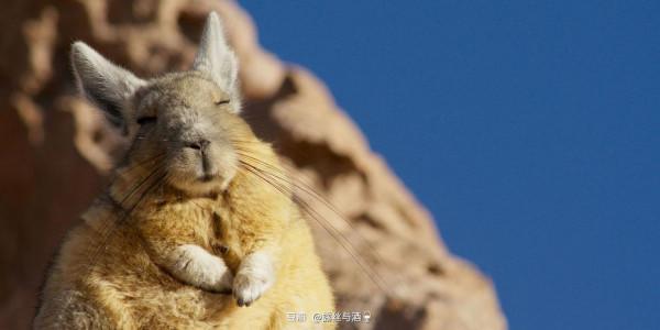 南美山絨鼠:當慈眉善目愛睡覺的老太太當上領導 南美山絨鼠:當慈眉善目愛睡覺的老太太當上領導