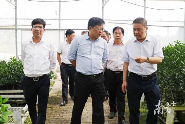 廣東省農業農村廳領導到嶺南紅橙基地考察調研 廣東省農業農村廳領導到嶺南紅橙基地考察調研