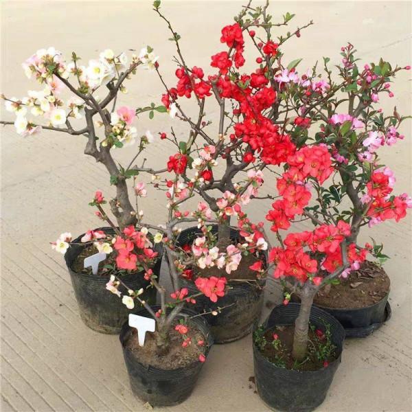 11種“富貴花”，適合養在客廳，好看又好養，養人又吉祥