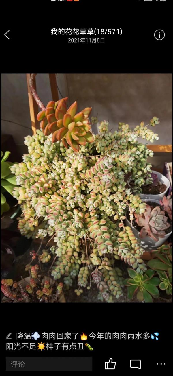 四年的達摩福娘,看她是怎樣一年一年蛻變的 四年的達摩福娘,看她是怎樣一年一年蛻變的