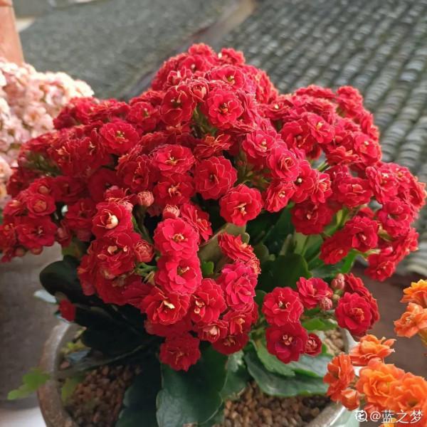 10種旺運花，一個月內要漲價，現在趕緊買