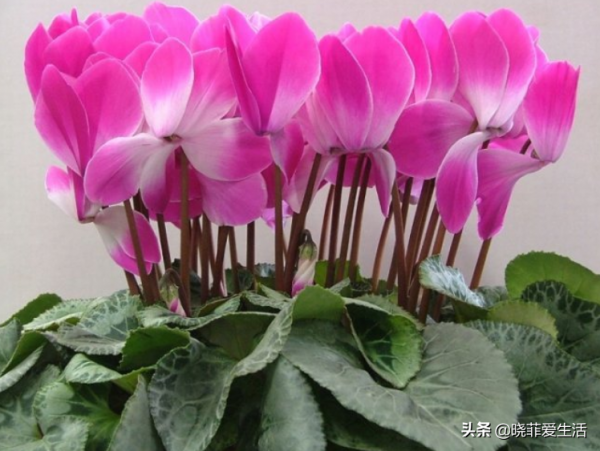 公認漂亮卻難養的“8種花”,你家有幾種? 公認漂亮卻難養的“8種花”,你家有幾種?