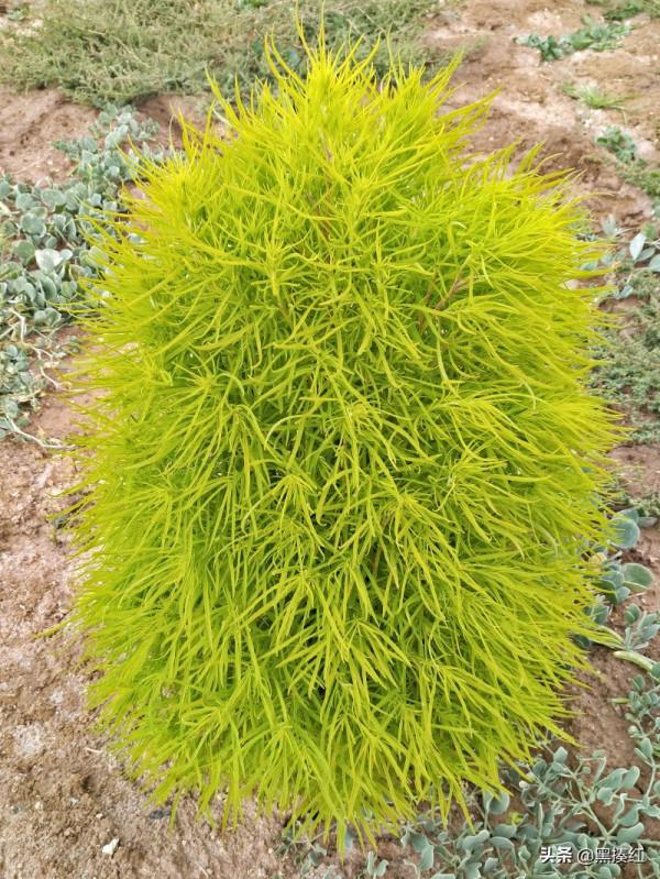 新疆遊記 | 塔什庫爾幹:有一個朋友叫“老卡” 新疆遊記 | 塔什庫爾幹:有一個朋友叫“老卡”