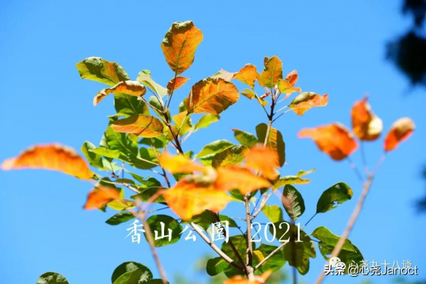 整理照片時發現十五年前拍的香山靜宜園,如今再登山找尋當年痕跡 整理照片時發現十五年前拍的香山靜宜園,如今再登山找尋當年痕跡