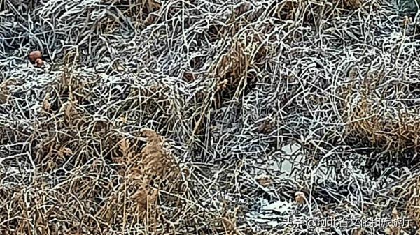 河北青龍：冬日美景