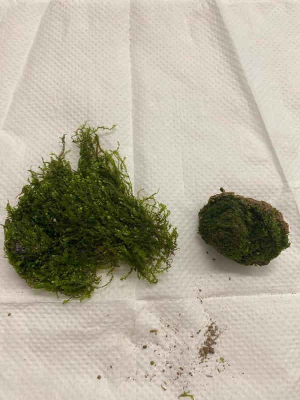 上課去，今天講講苔蘚和蕨類