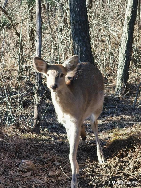 休假~蓮花山鹿篇 休假~蓮花山鹿篇
