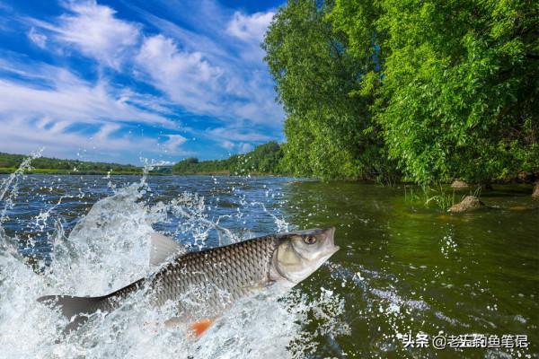 釣白條魚真的容易嗎？資源和技巧缺一不可