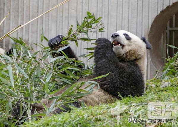 大熊貓樂享金秋美景