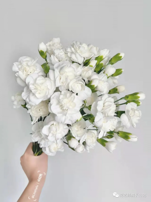 每日一花 | 茉莉多丁，明明是康乃馨，卻開成茉莉花~vol.28