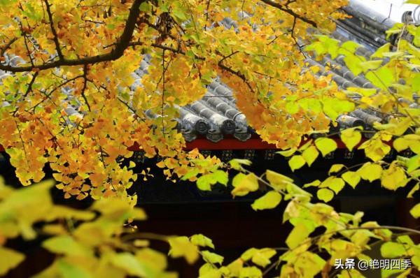 紅螺寺的秋,即使在陰霾的天氣,也是如此金黃燦爛 紅螺寺的秋,即使在陰霾的天氣,也是如此金黃燦爛