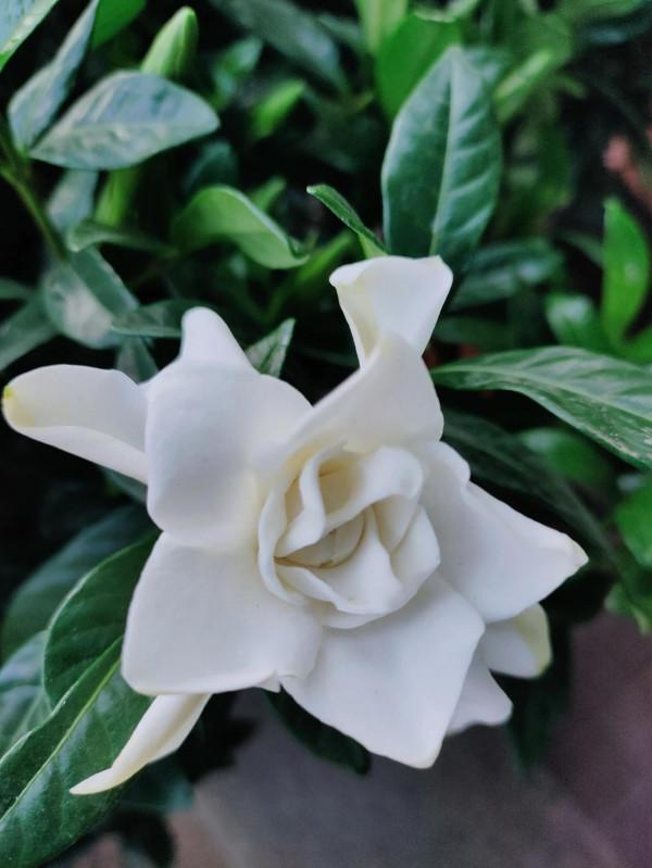 梔子花不會養?教你幾個養護妙招,不黃葉,花開大又香 梔子花不會養?教你幾個養護妙招,不黃葉,花開大又香