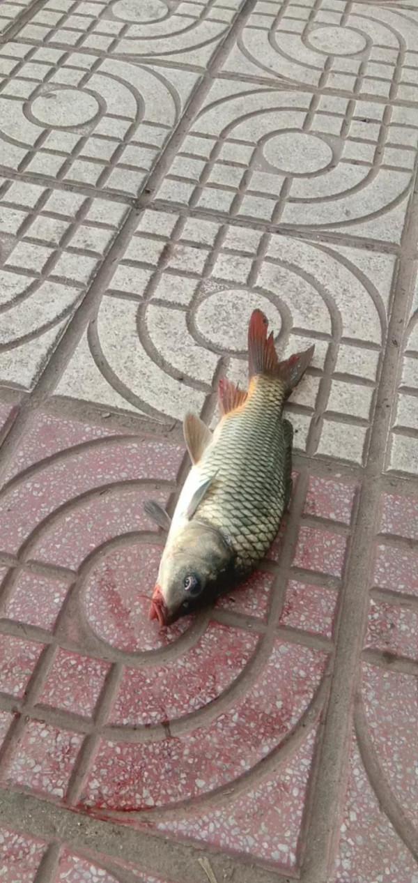 釣魚就是個情調，釣的是個心情，純正野釣走到底不變心