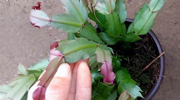 6種花的“氣生根”，剪下來，不用扦插，也能長滿根