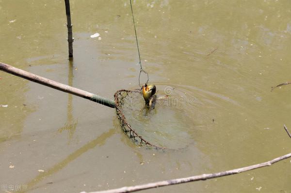 新手如何快速釣螃蟹呢？