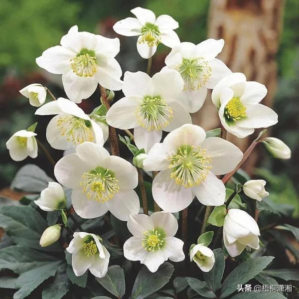 那些被名字耽誤了的極品花卉 那些被名字耽誤了的極品花卉