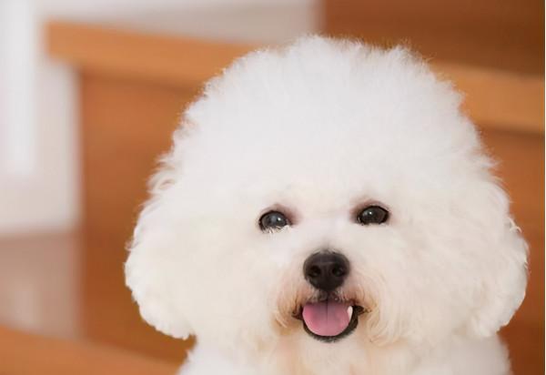 比熊犬舔主人嘴巴，其實有很多原因，不止是愛你