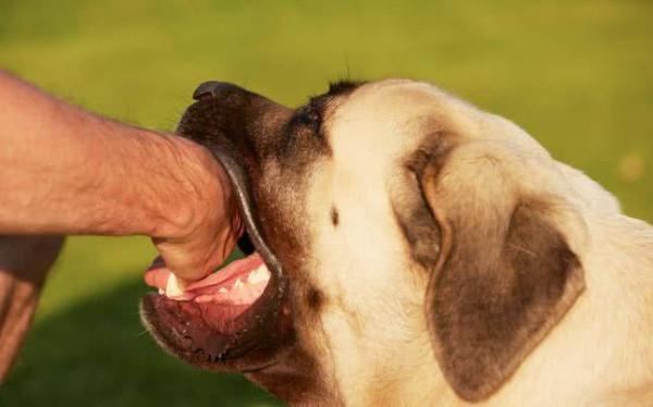 狂犬病為何致死率高達100%？現代醫學這麼發達，如何對抗狂犬病？