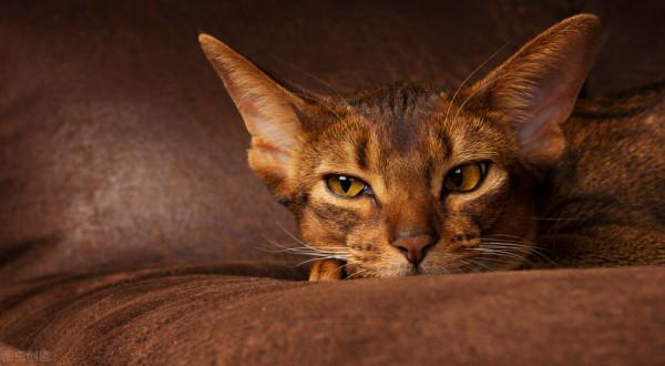 阿比西尼亞貓的餵養方法 阿比西尼亞貓的餵養方法