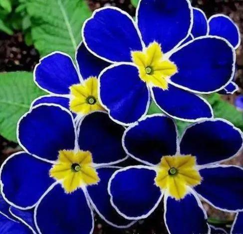 32種罕見的鮮花欣賞