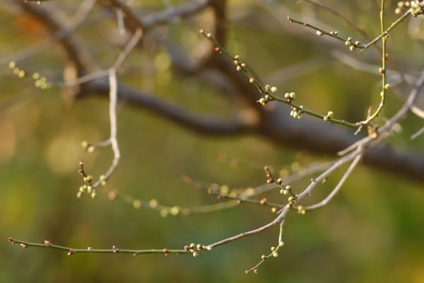 梅花幽幽而開，清香自可入詩！這些有顏、有趣、有心的西溪文創&comma;等你來種草&excl;