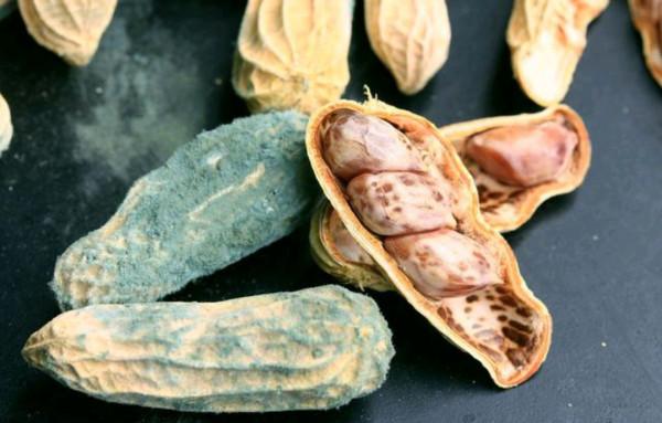 生活中,這些東西不能吃,有劇毒 生活中,這些東西不能吃,有劇毒