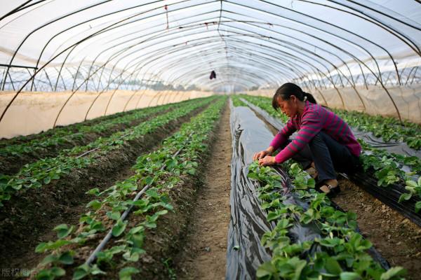 2021農民又有新補貼！符合標準就能領，你領到了嗎？