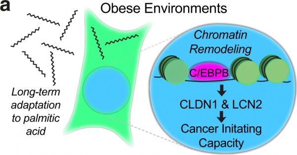 研究人員找出肥胖與癌症之間的關聯所在