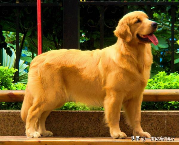 金毛被賣到狗肉館，主人數錢它依然抱著主人不肯離去，令人心疼