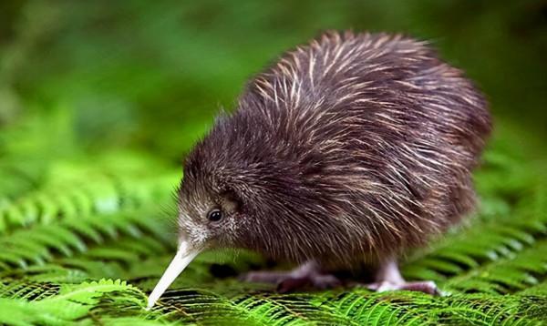 國際組織盜竊中國種子，還倒打一耙？種子被偷，損失有多大？