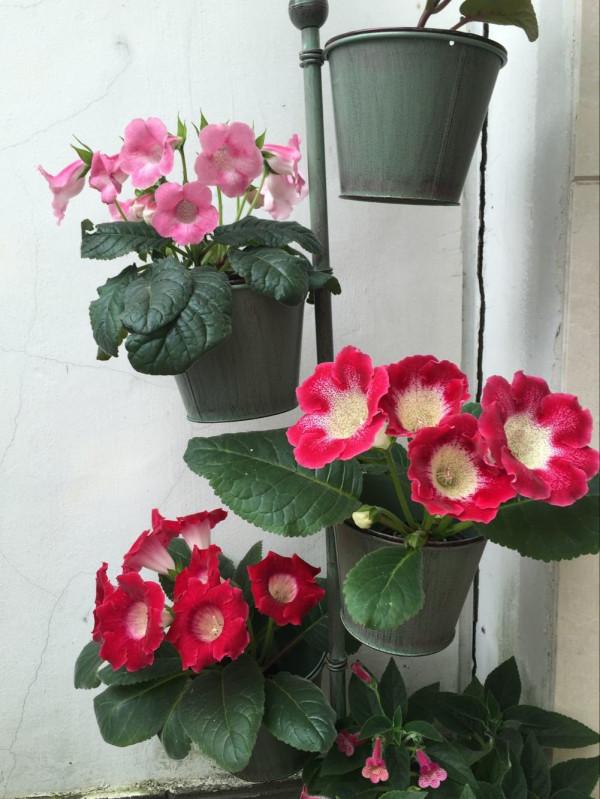 天生“怕曬”的7種花，曬太陽容易黃葉，放陰涼地反而綠油油的