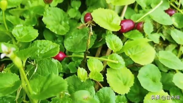 帶你一起回味62種南方野果子,它們是物質匱乏年代小朋友的零食 帶你一起回味62種南方野果子,它們是物質匱乏年代小朋友的零食