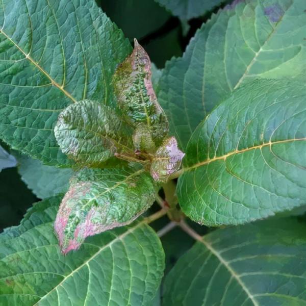 花園入秋常見三大蟲害，做好這幾點不生蟲