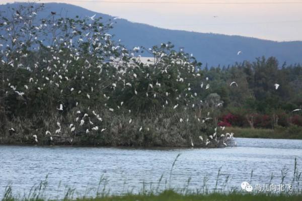 海南鳥事之四 孤島歸鷺