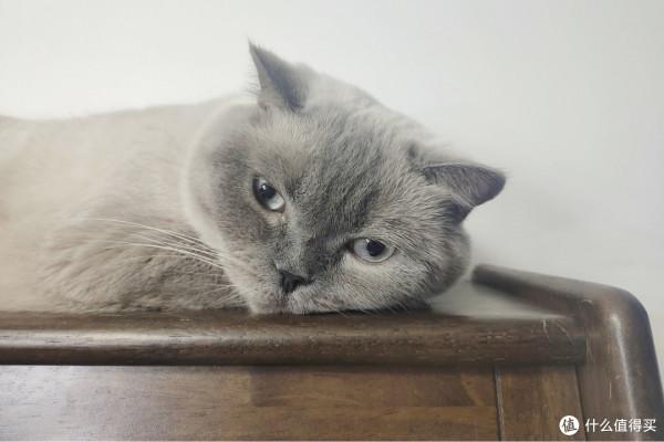 養三隻貓是一種怎樣的體驗？過來人的養貓（勸退）指南